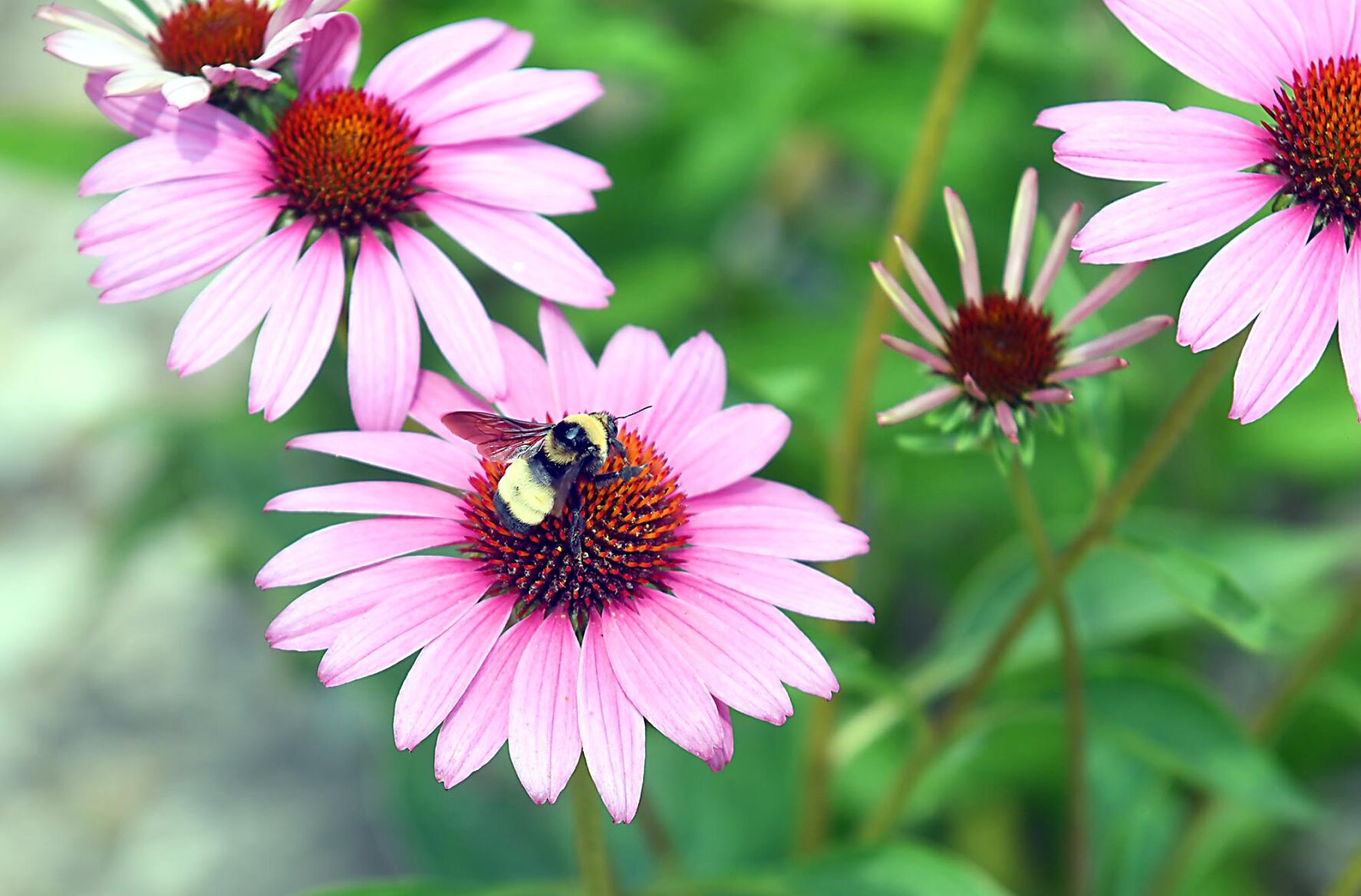 Pollinator garden 3